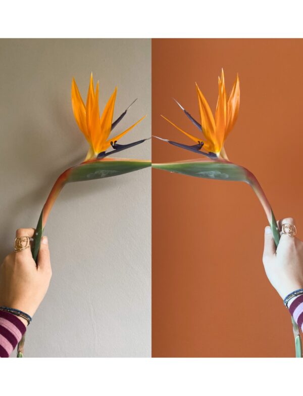 Dora Maar Surat Yüzük